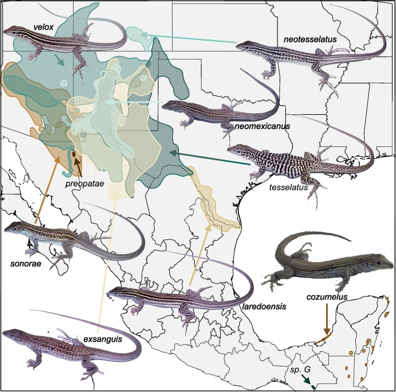 Speciation by hybridization: the mind-boggling nature, educational, and research value of the largest group of unisexual vertebrates.