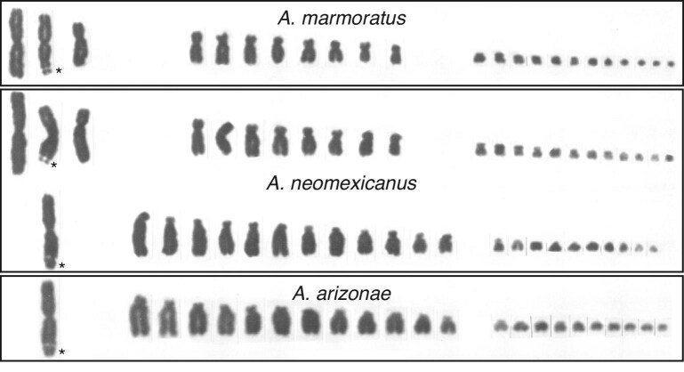 Speciation by hybridization: the mind-boggling nature, educational, and research value of the largest group of unisexual vertebrates.