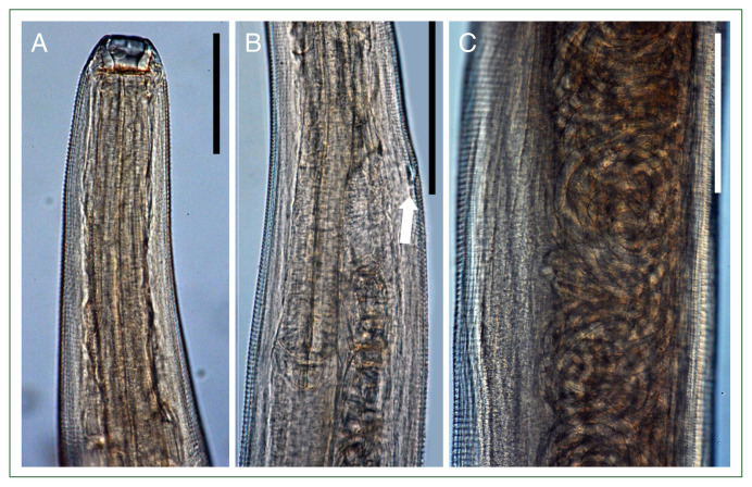 Thelazia callipaeda (Nematoda: Spirurida) infections in 2 wildlife species, Prionailurus bengalensis and Nyctereutes procyonoides, in Korea.