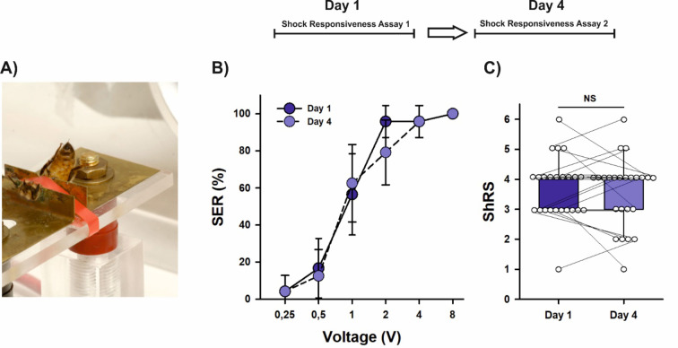 Aversive learning reduces aversive-reinforcer sensitivity in honey bees.