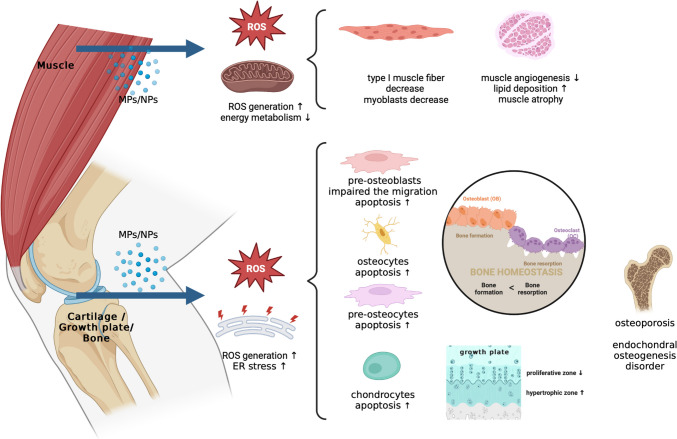 The Effects of Microplastics on Musculoskeletal Disorder; A Narrative Review.