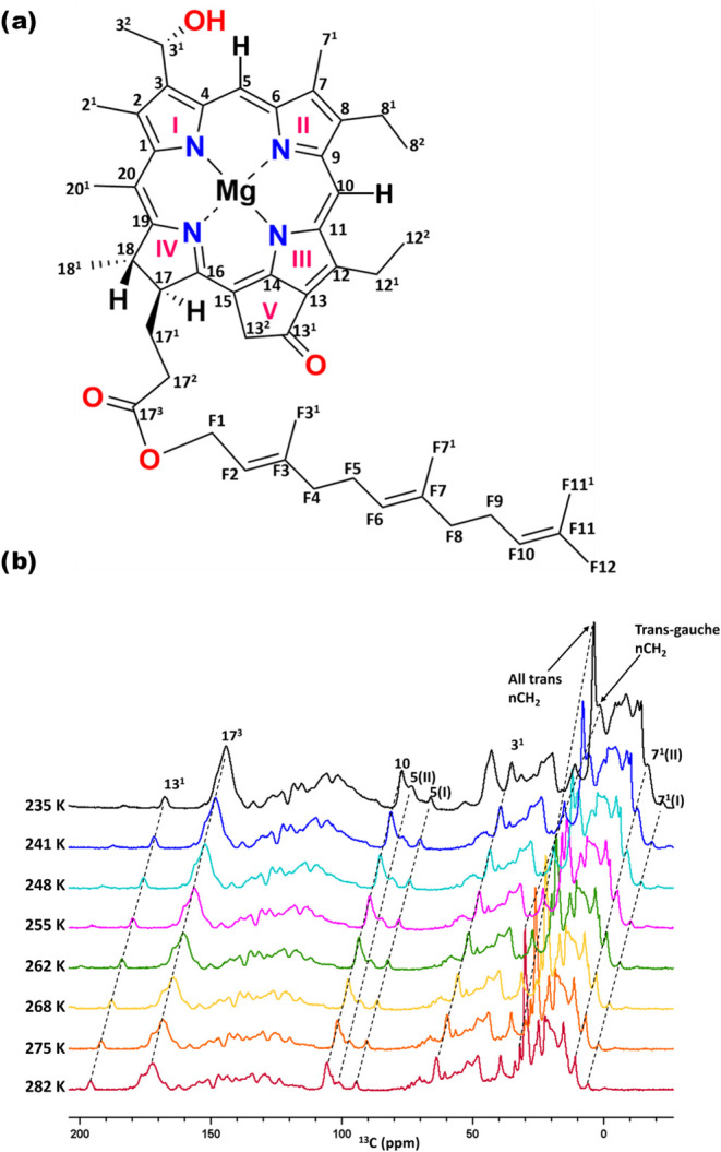 Conformational Dynamics of Bacteriochlorophyll <i>c</i> in Chlorosomes from the <i>bchQ</i> Mutant of <i>Chlorobaculum tepidum</i>.