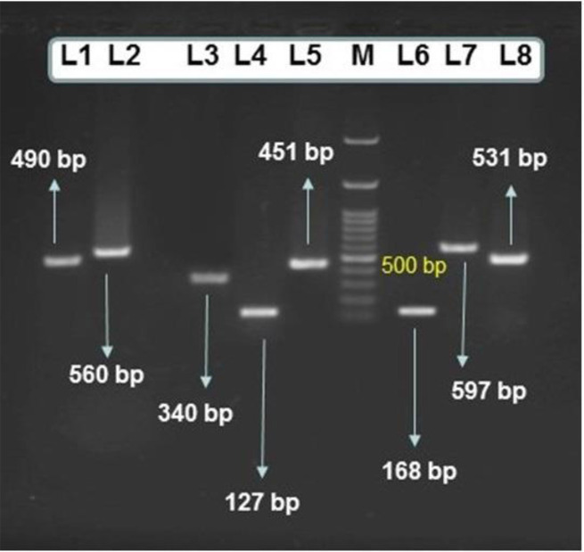 Evaluation of the relatedness between the biofilm-associated genes and antimicrobial resistance among <i>Acinetobacter baumannii</i> isolates in the southwest Iran.