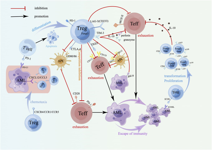 Bone marrow immune cells and drug resistance in acute myeloid leukemia.