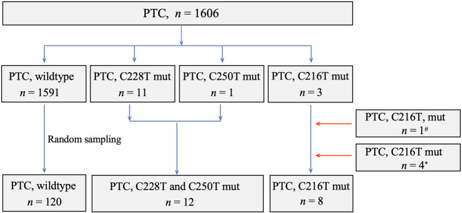 The impact of C216T and hot spot mutations of the TERT promoter on the clinicopathologic characteristics and S100A10 expression in papillary thyroid carcinoma: a comparative study.