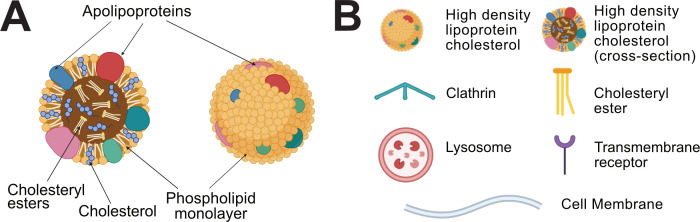 High-density lipoprotein cholesterol: how studying the 'good cholesterol' could improve cardiovascular health.