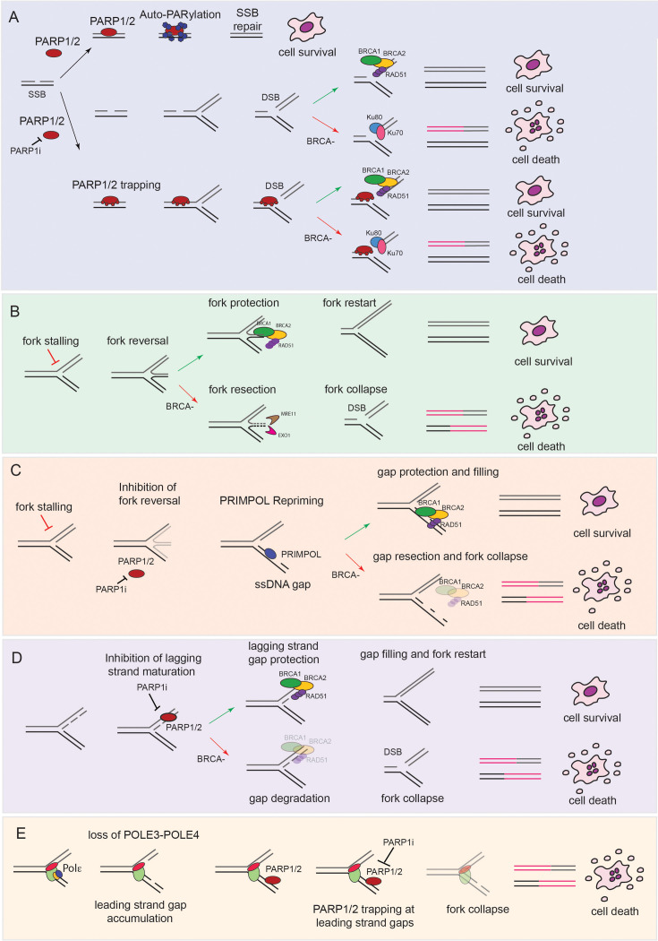 'Where is my gap': mechanisms underpinning PARP inhibitor sensitivity in cancer.