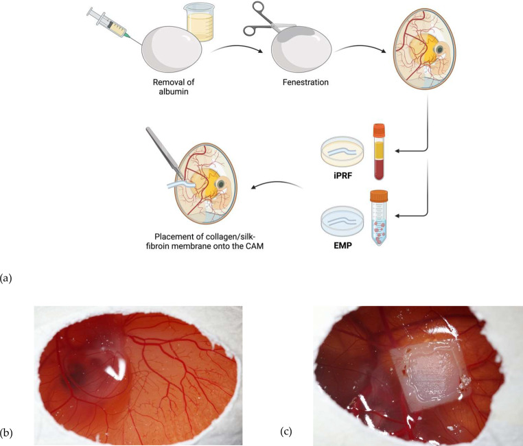 Biofunctionalization of silk fibroin scaffolds with enamel matrix protein and injectable platelet rich fibrin for soft tissue augmentation: an in-ovo study.