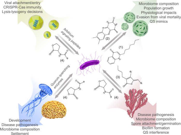A review of quorum-sensing and its role in mediating interkingdom interactions in the ocean.