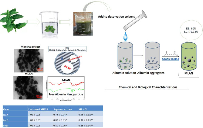 Enhanced antimicrobial efficacy and biocompatibility of albumin nanoparticles loaded with Mentha extract against methicillin resistant Staphylococcus aureus.