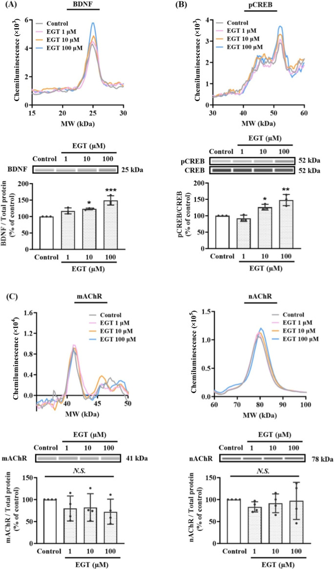 Ergothioneine Stimulates Ca<sup>2+</sup>-Mediated Brain-Derived Neurotrophic Factor Expression in NE-4C Nerve Cells.