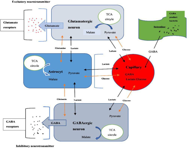 Urine amino acid and gamma aminobutyric acid level in COVID 19 patients.
