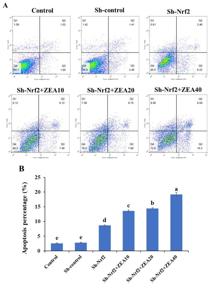 shRNA-interfered of Nrf2 reveals a critical role for Keap1-Nrf2 signaling pathway during effects of zearalenone induced oxidative stress in IPEC-J2 cells.