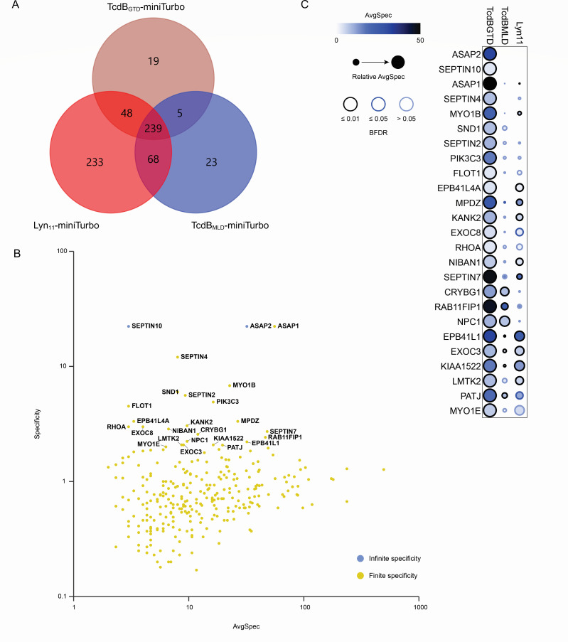 Mapping <i>C. difficile</i> TcdB interactions with host cell-surface and intracellular factors using proximity-dependent biotinylation labeling.