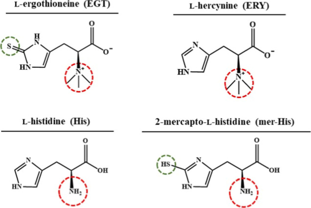 Ergothioneine Stimulates Ca<sup>2+</sup>-Mediated Brain-Derived Neurotrophic Factor Expression in NE-4C Nerve Cells.