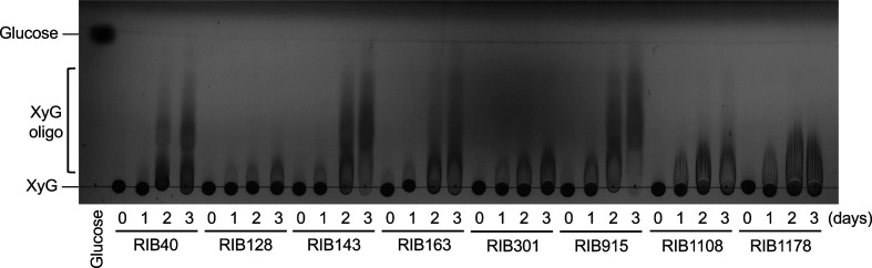 Production of Isoprimeverose from Xyloglucan Using <i>Aspergillus oryzae</i>.