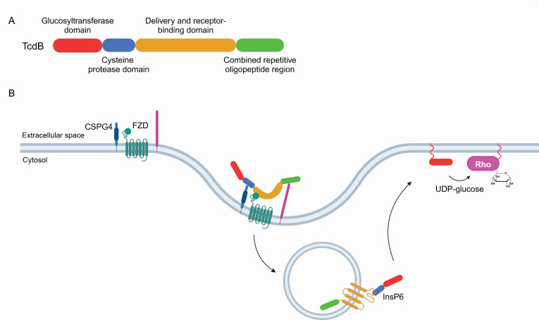 Mapping <i>C. difficile</i> TcdB interactions with host cell-surface and intracellular factors using proximity-dependent biotinylation labeling.