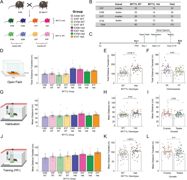Chromosomal and gonadal sex have differing effects on social motivation in mice.