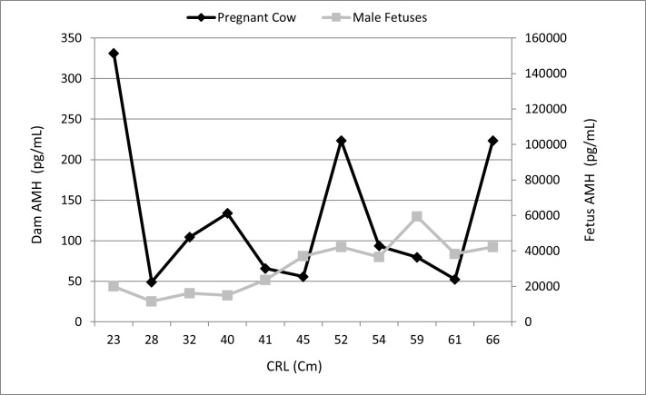 Anti-mullerian hormone (AMH) in pregnant buffaloes: maternal and fetal plasma concentrations and immunolocalization in the fetal gonads.