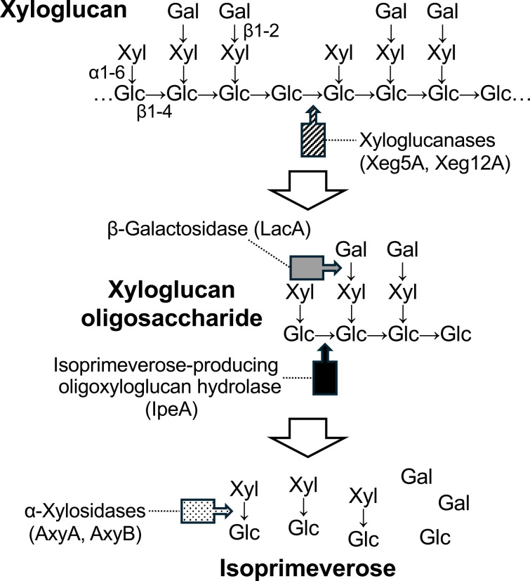 Production of Isoprimeverose from Xyloglucan Using <i>Aspergillus oryzae</i>.