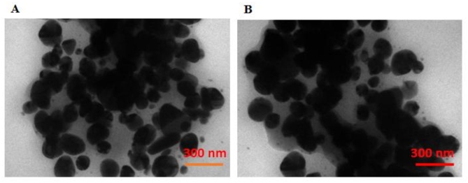 Enhanced antimicrobial efficacy and biocompatibility of albumin nanoparticles loaded with Mentha extract against methicillin resistant Staphylococcus aureus.