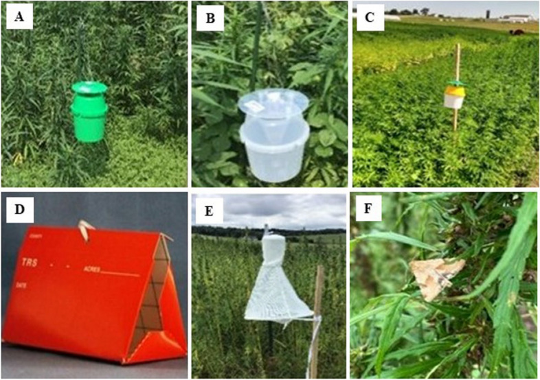 Bycatch of common pollinators in pheromone baited traps for monitoring corn earworm (Lepidoptera: Noctuidae) in Missouri Industrial Hemp.