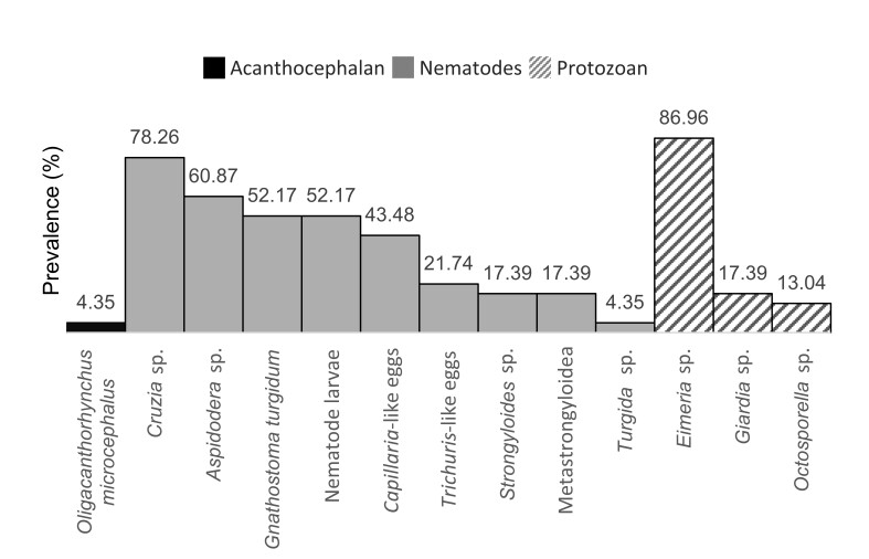 Helminths and protozoan parasites in common opossums (Didelphis marsupialis) in a suburban area in Medellín, Colombia.