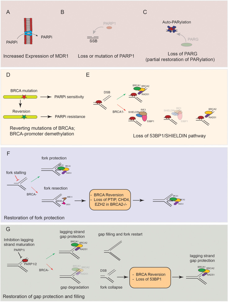 'Where is my gap': mechanisms underpinning PARP inhibitor sensitivity in cancer.