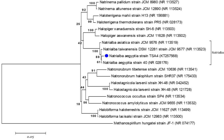 Exploring the antimicrobial potential of two haloarchaeal strains belonging to the genera <i>Halopiger</i> and <i>Natrialba</i> isolated from the Algerian Sahara.