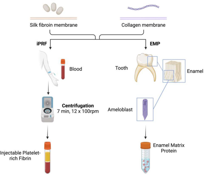Biofunctionalization of silk fibroin scaffolds with enamel matrix protein and injectable platelet rich fibrin for soft tissue augmentation: an in-ovo study.