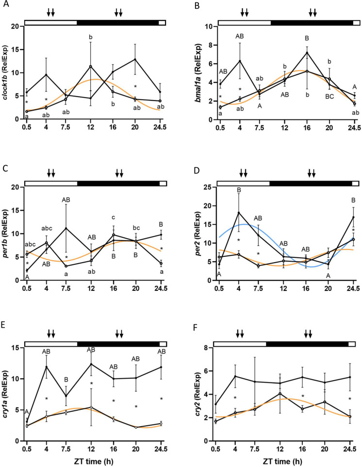 Influence of feeding time on daily rhythms of locomotor activity, clock genes, and epigenetic mechanisms in the liver and hypothalamus of the European sea bass (Dicentrarchus labrax).