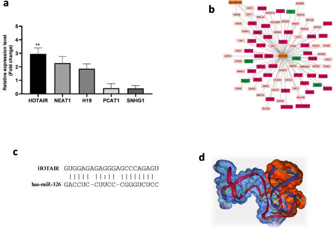 Circulating lncRNA HOTAIR is a biomarker for pediatric acute lymphoblastic leukemia and mediator of miR-326 exosomal export.