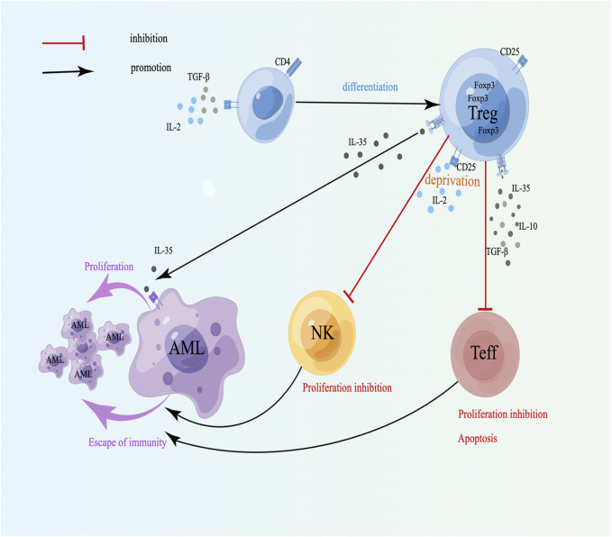 Bone marrow immune cells and drug resistance in acute myeloid leukemia.