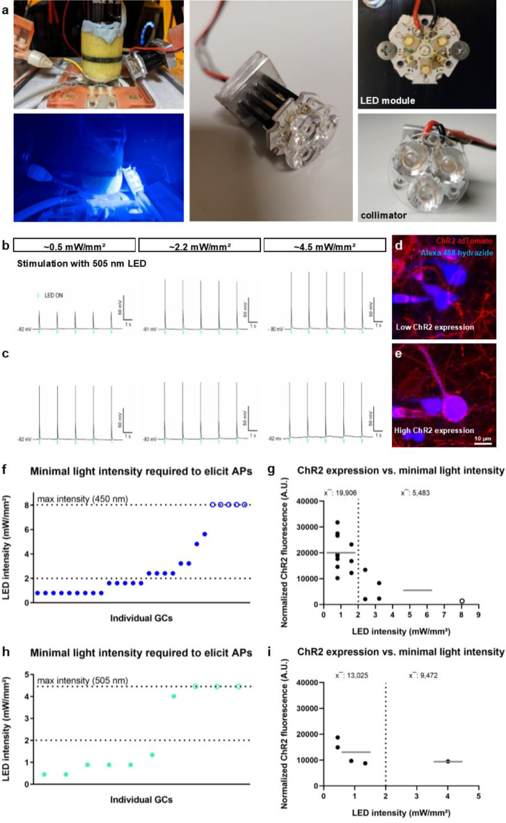 Electrophysiologically calibrated optogenetic stimulation of dentate granule cells mitigates dendritic spine loss in denervated organotypic entorhino-hippocampal slice cultures.