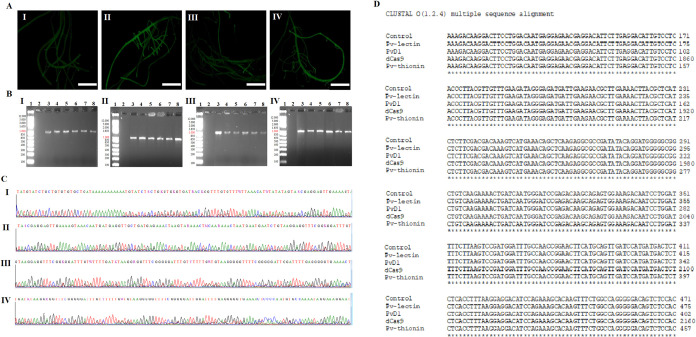 Unlocking Nature's Shield: The Promising Potential of CRISPRa in Amplifying Antimicrobial Peptide Expression in Common Bean (<i>Phaseolus vulgaris</i> L.).