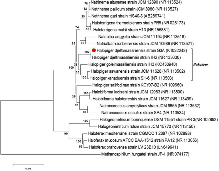 Exploring the antimicrobial potential of two haloarchaeal strains belonging to the genera <i>Halopiger</i> and <i>Natrialba</i> isolated from the Algerian Sahara.