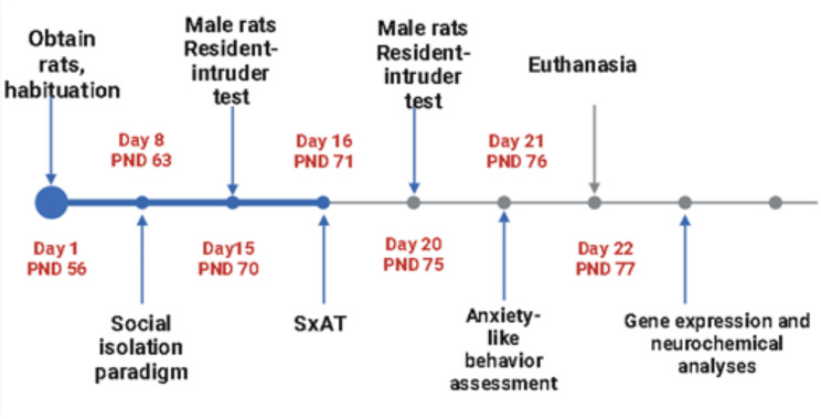 Social isolation induces sexually aggressive behaviour in male Wistar rats.