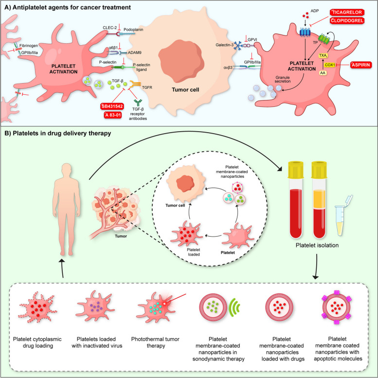 The role of platelets in cancer: from their influence on tumor progression to their potential use in liquid biopsy.