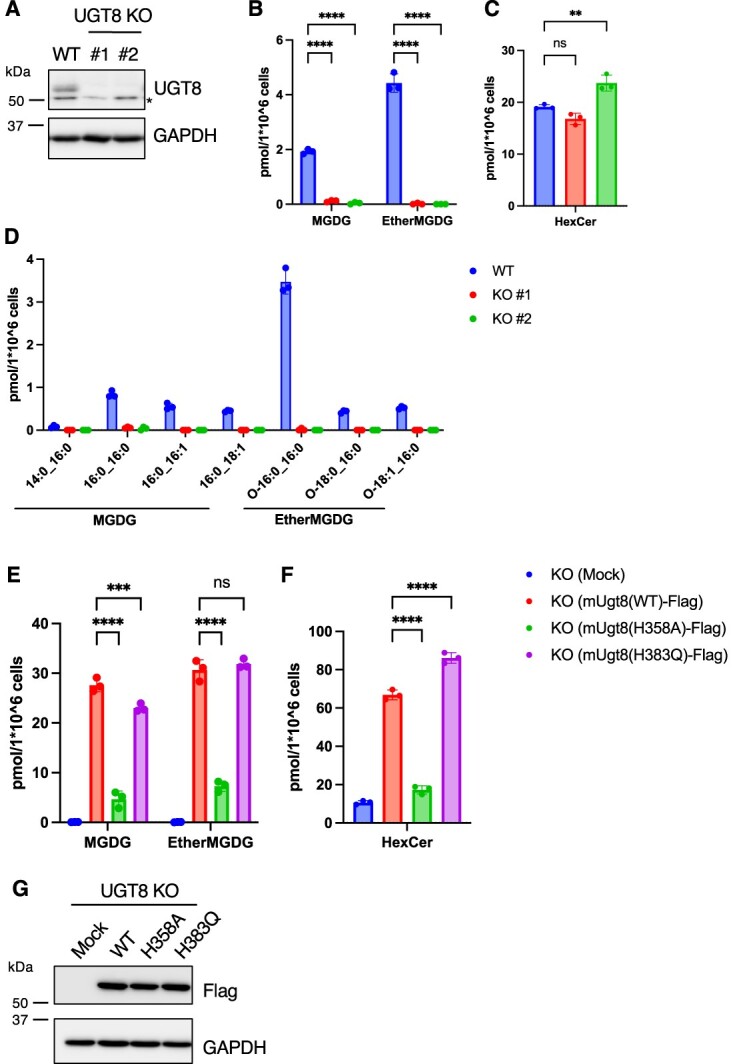 Characterization of UGT8 as a monogalactosyl diacylglycerol synthase in mammals.