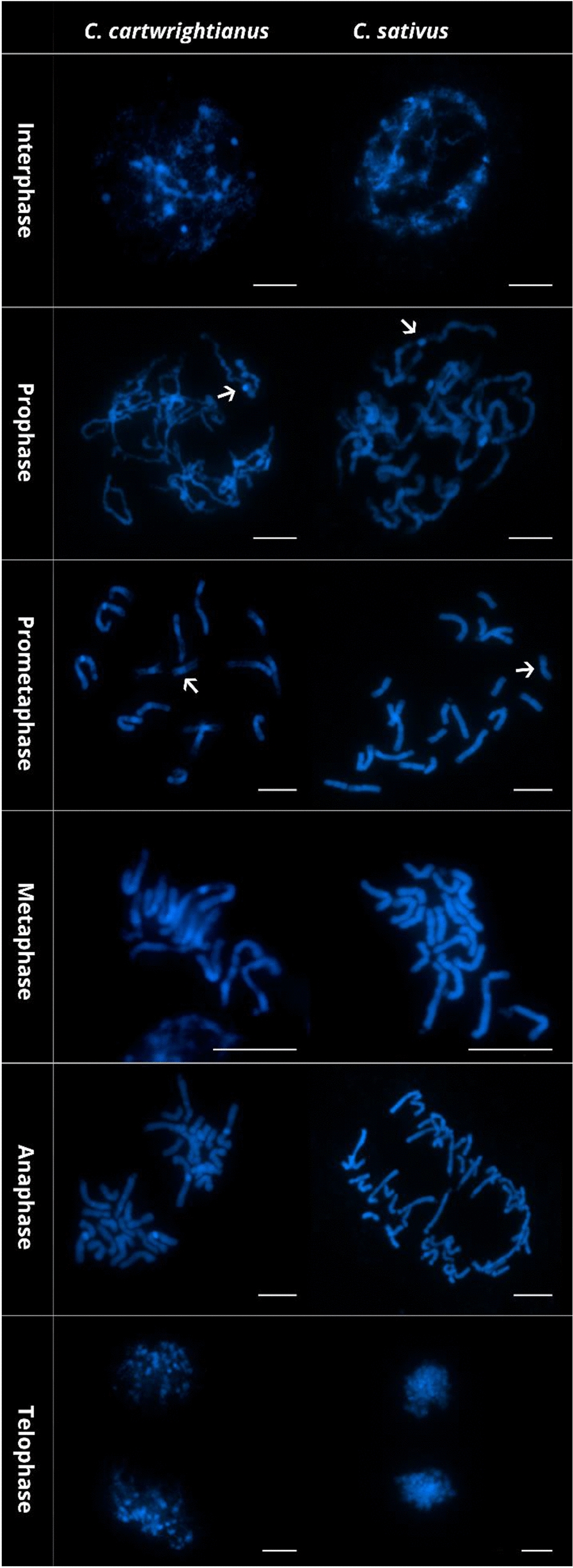 Preparing high-quality chromosome spreads from Crocus species for karyotyping and FISH.