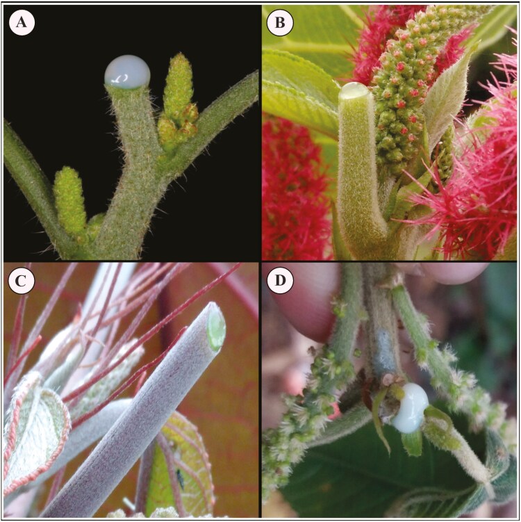 Laticifers are present in Acalyphoideae after all: new insights from leaf anatomy with implications for the systematics and evolution of Euphorbiaceae.