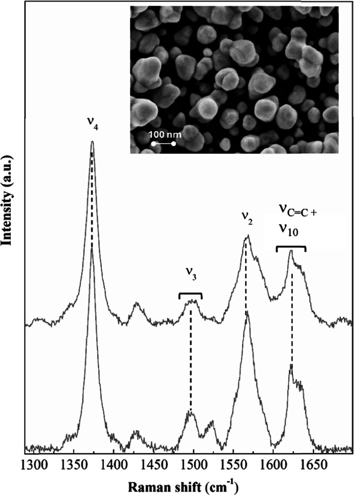 Miniaturized DyP Peroxidase-Based Biosensor for On-Site Open Air Use.