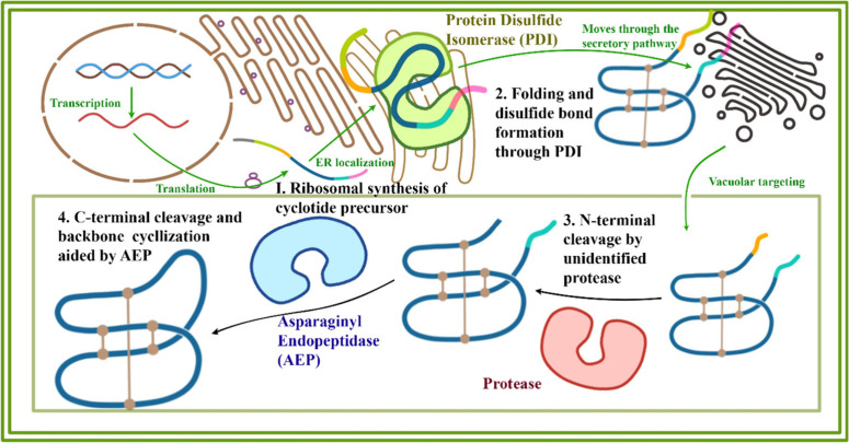 Transgenic Innovation: Harnessing Cyclotides as Next Generation Pesticides.