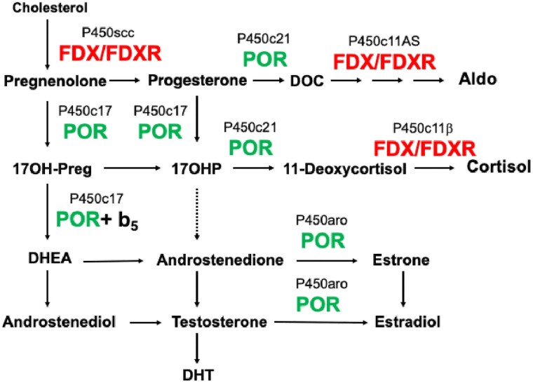 Disordered Electron Transfer: New Forms of Defective Steroidogenesis and Mitochondriopathy.