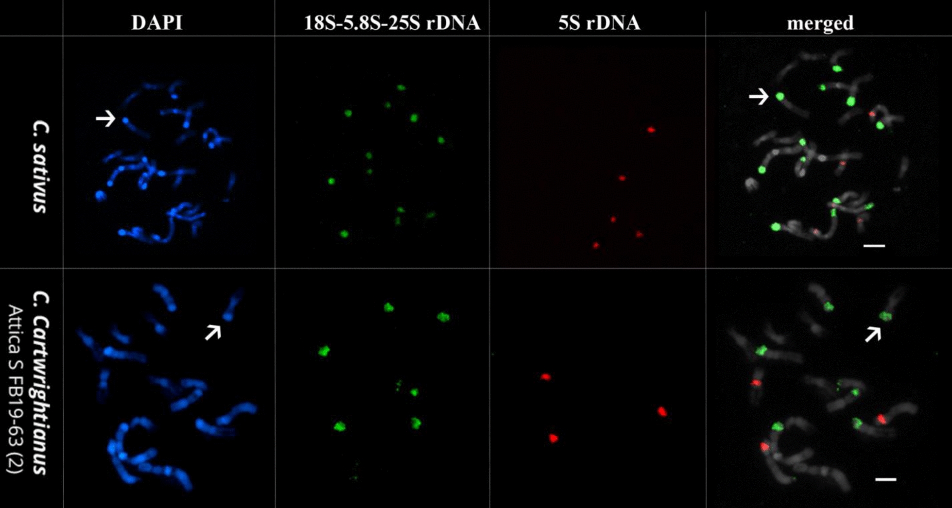 Preparing high-quality chromosome spreads from Crocus species for karyotyping and FISH.