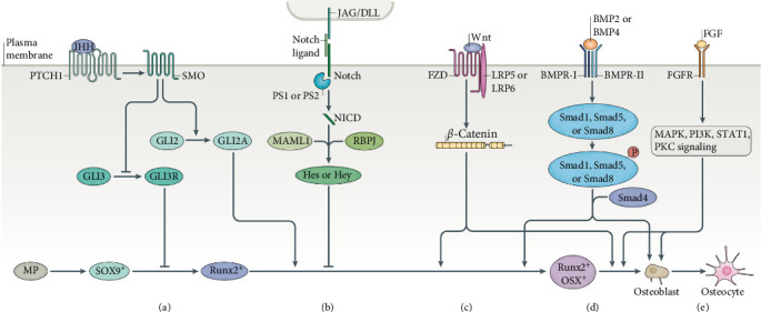 Impact of Different Cell Types on the Osteogenic Differentiation Process of Mesenchymal Stem Cells.