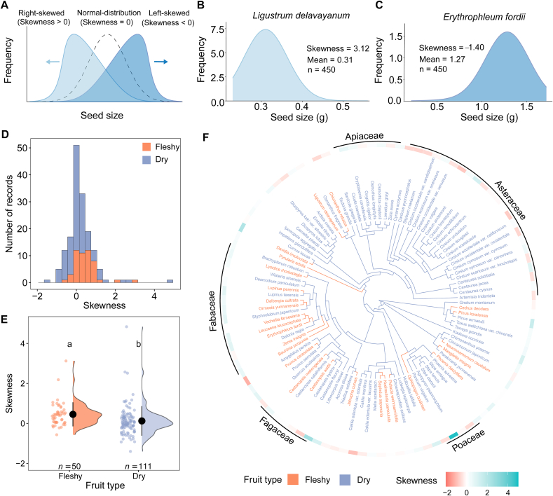 Seed size distributions of fleshy-fruited species are more right-skewed compared to that of dry-fruited species.