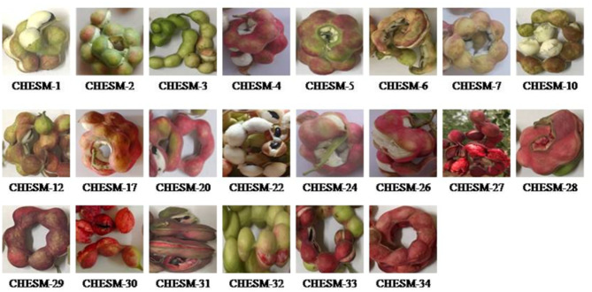 Comparative evaluation of red and white aril genotypes of Manila tamarind for fruit physicochemical and bioactive attributes.