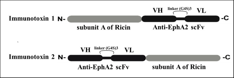 Design and Characterization of Ricin Based Immunotoxins Against EPHA2 Receptor for Breast Cancer Therapy: An In-Silico Study.