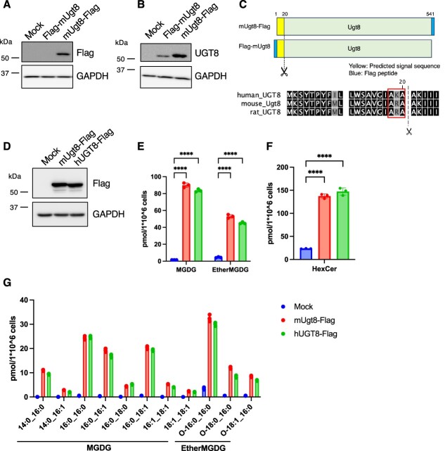 Characterization of UGT8 as a monogalactosyl diacylglycerol synthase in mammals.